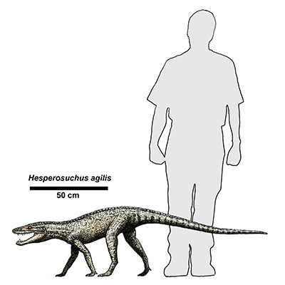 drawing of archosaur by human form for scale