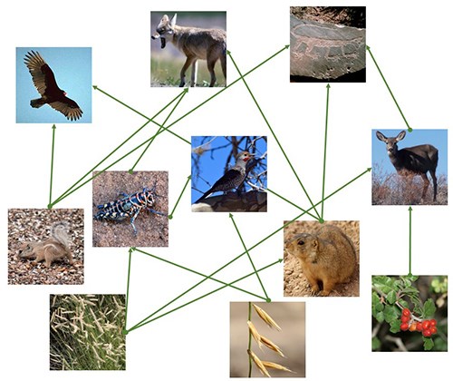 Simple PEFO food web with arrows connecting square photos of plants and animals.