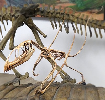 small skeleton perched among larger skeletons