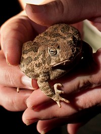 hands holding a toad