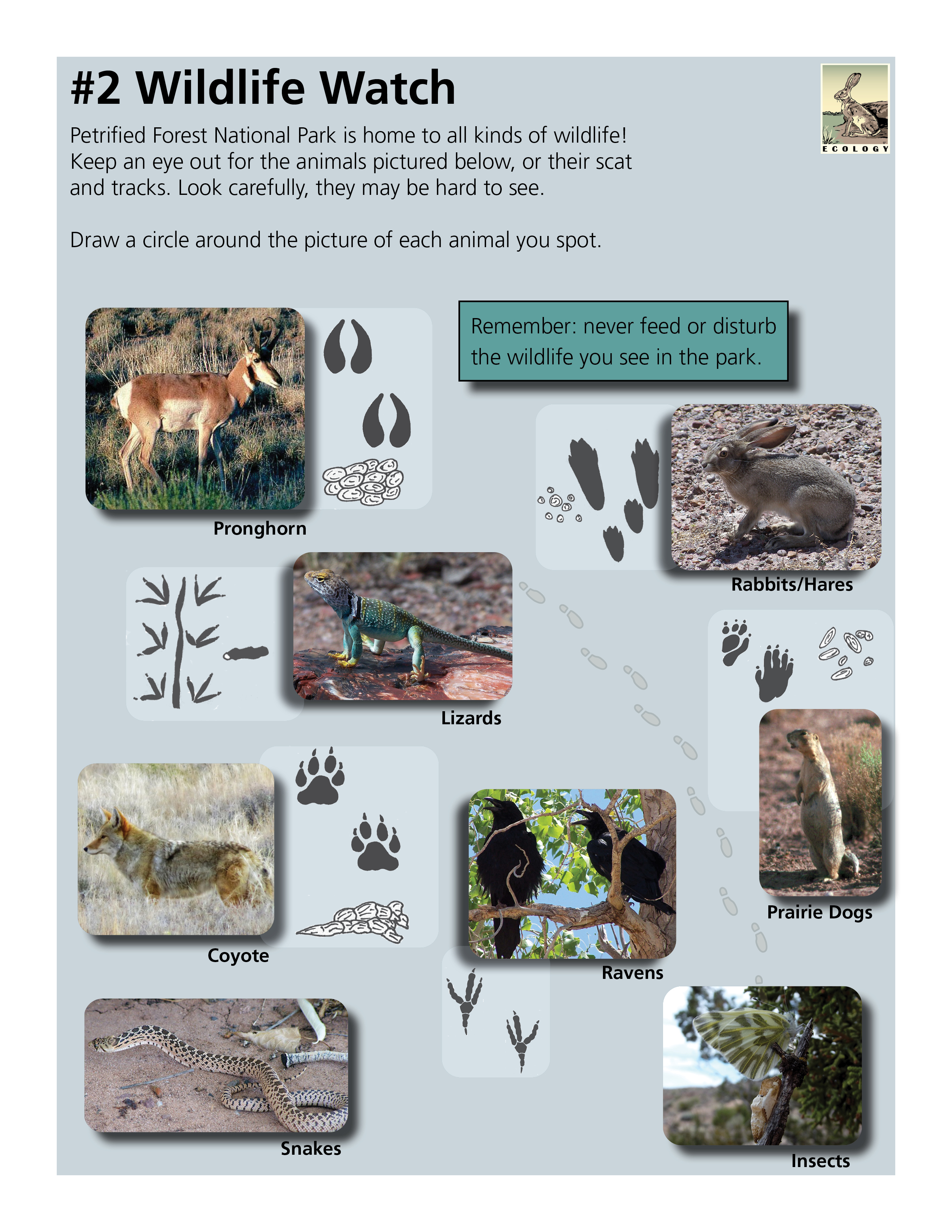 Junior Ranger book page with images and text