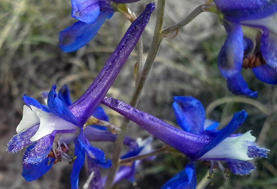 close up of cobalt blue larkspur flowers