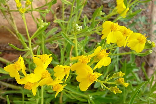 Yellow offers Blooms