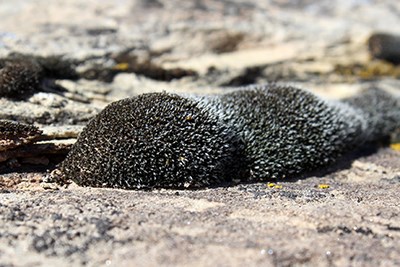 Cushion of dark green rock moss on sandstone