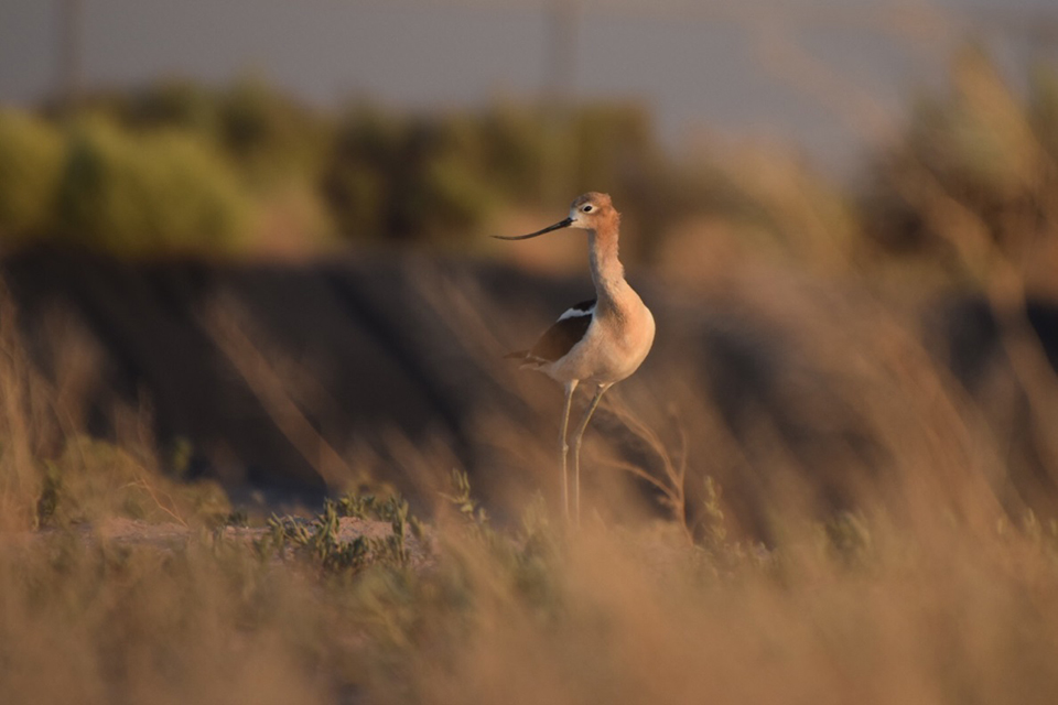 Avocet standing in grass