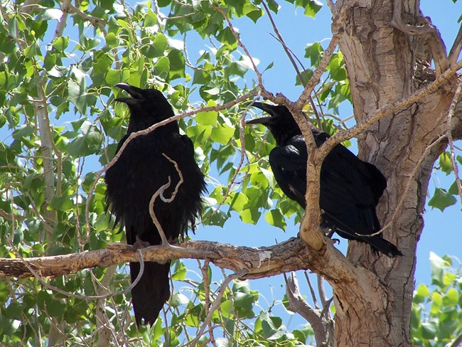 Common Raven in Cottonwood Tree