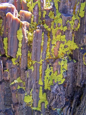Green lichen on petrified wood.