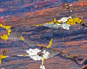 Lichen on petrified log