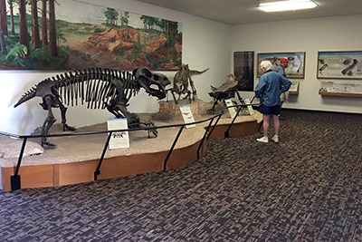 Visitors looking at fossil bone displays in Rainbow Forest Museum