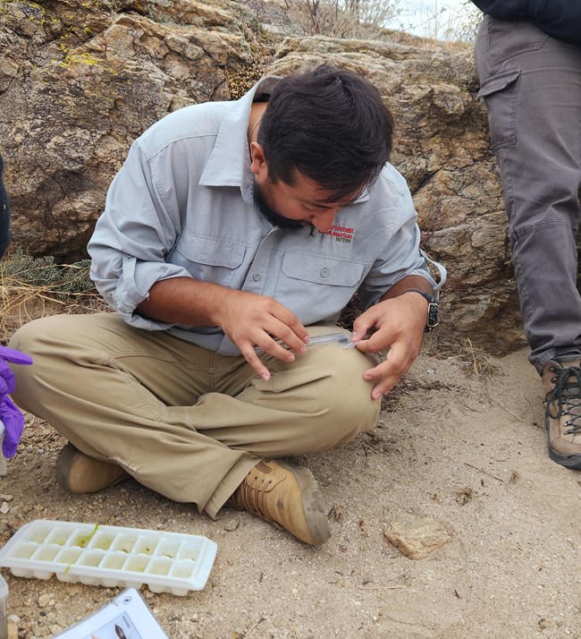 A young man wearing an NPS uniform sits on the ground outside measuring dragonfly larvae from a plastic bag