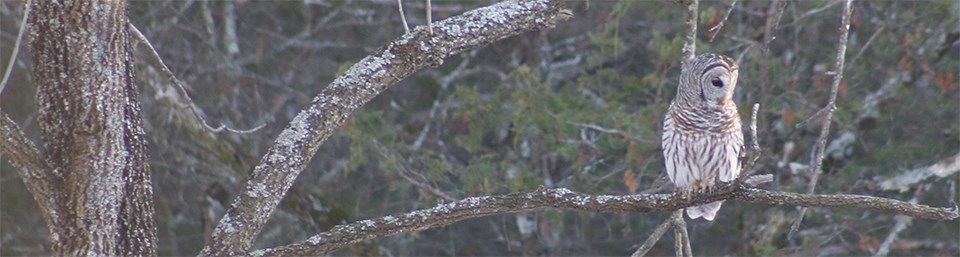 Barred Owl at Pea Ridge National Military Park