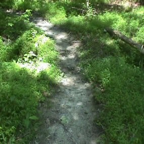 Japanese Stiltgrass along Park Trail