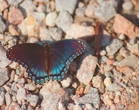 Red Spotted Purple Butterfly at Five Forks