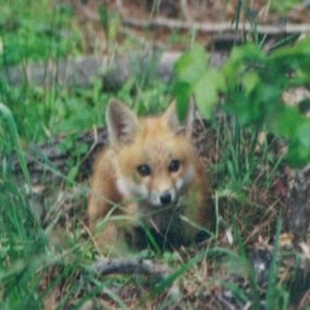 Young Red Fox in Petersburg