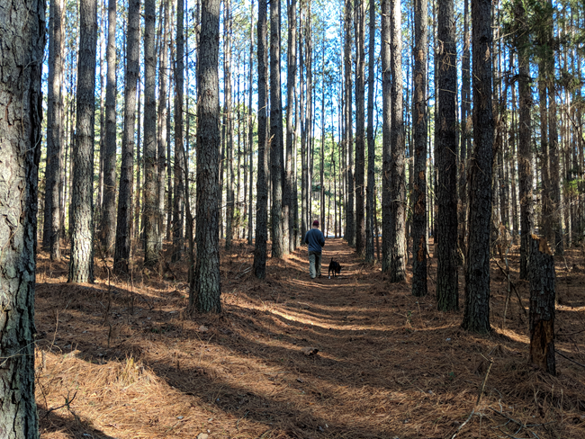 Man walking dog on a wide trail covered in pine needles tall leafless trees line the trail.