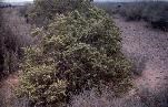 Photograph of a Fourwing Saltbush in full bloom with pale yellow flowers.