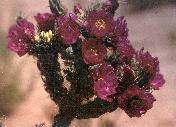 Cane Cholla cactus plant in full bloom with bright pink flowers.