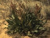 Curly Dock in full bloom with light red flowers along stalks one to two feet in length.