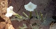 Photograph of the large, white trumpet flowers of Jimsonweed.