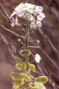 A photograph of a blooming Spectacle Pod with white flowers and light green spectacle shaped seed pods on lower stem.