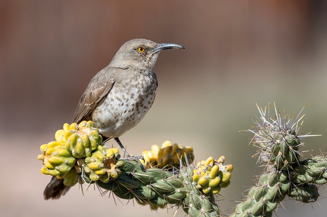 A brown bird on a cactus.