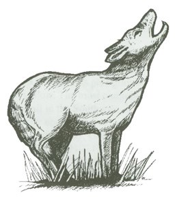 Black ink drawing of a howling coyote.