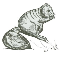 Black ink drawing of a rock squirrel.