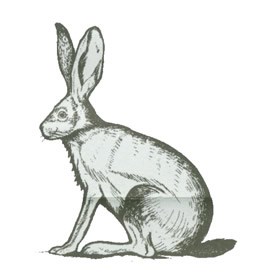 Black ink drawing of a Black-Tailed Jackrabbit.