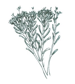 Ink drawing of Snakeweed.