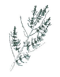 Ink drawing of Sand Sage.