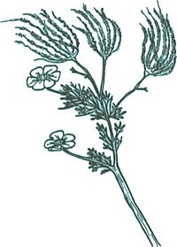 Ink drawing of Apache Plume.