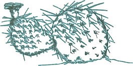 Ink drawing of Plains Prickly Pear.