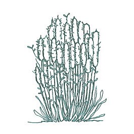 Ink drawing of Winter Fat.