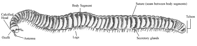 Pencil sketch of a Desert Millipede (Orthoporus ornatus).