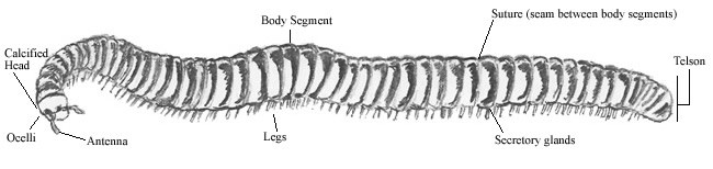 Pencil sketch of a Desert Millipede (Orthoporus ornatus).