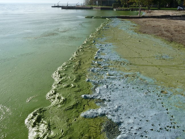 Water covered in blue-green algae washing up on a beach