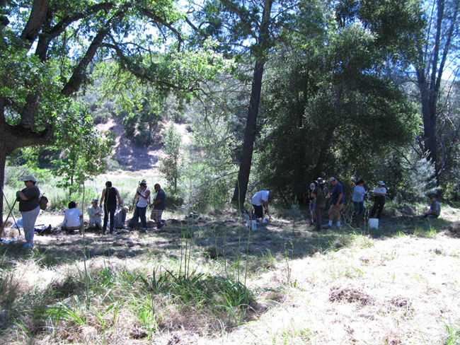 Sedge treatment McCabe canyon