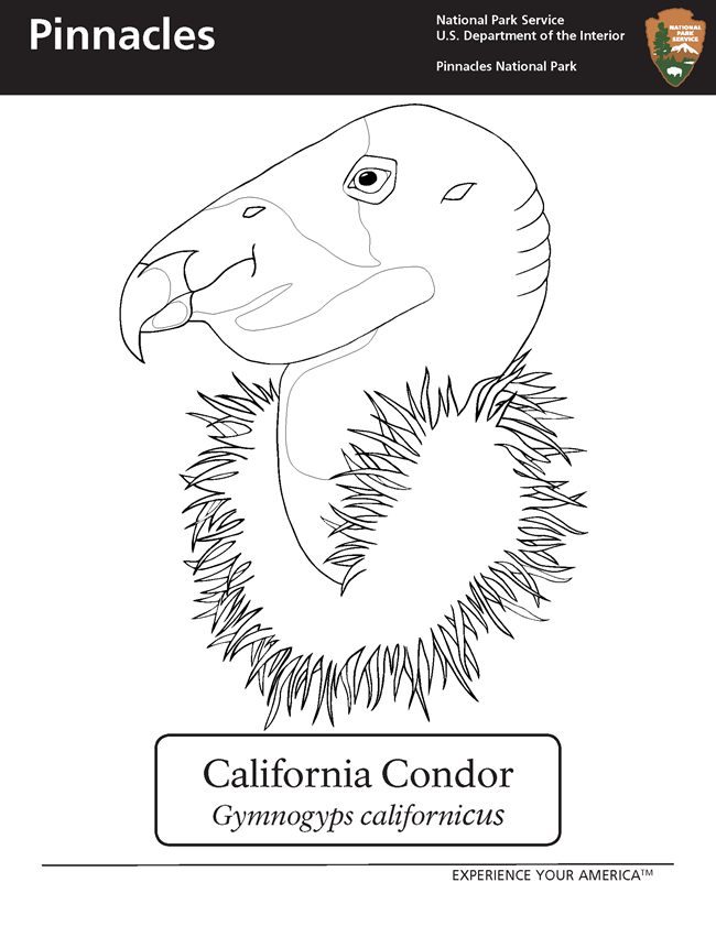 An outline of a California condor in profile