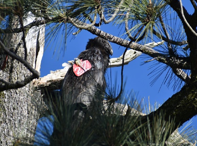 Condor 1127 perched in a pine tree.