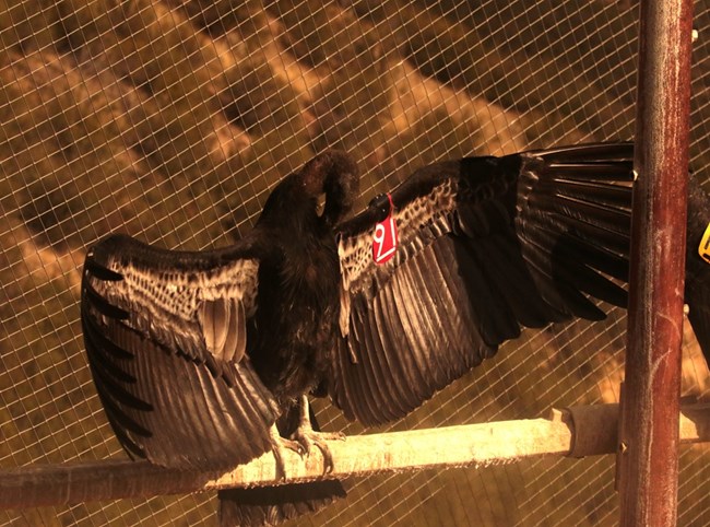 Condor 1191 stretching out her wings while perched.