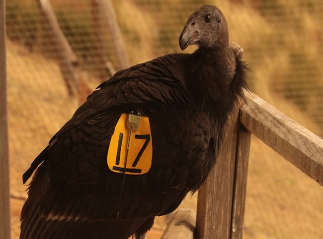 Condor 1217 perched.