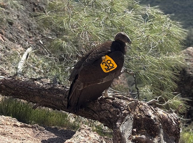 Condor 1238 perched upright on fallen tree.