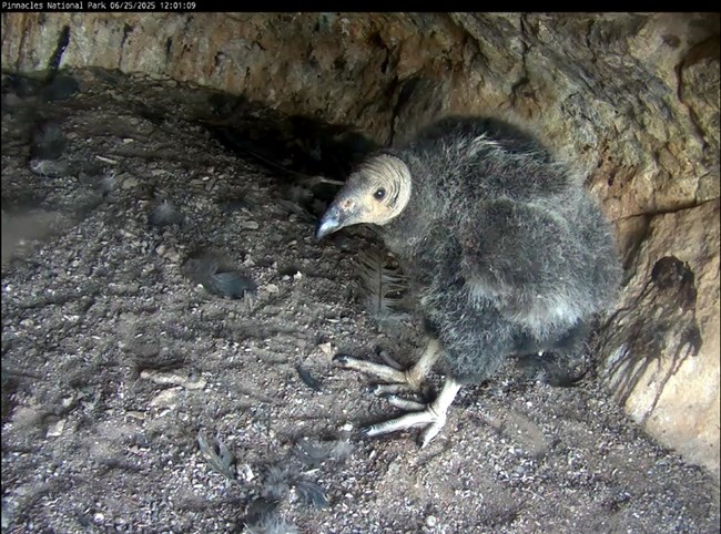 Condor 1358 standing in their nest. Photo taken via a in-nest video camera.