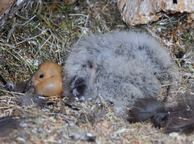 Condor 1373 in her nest a couple days old with an inflated left cheek.