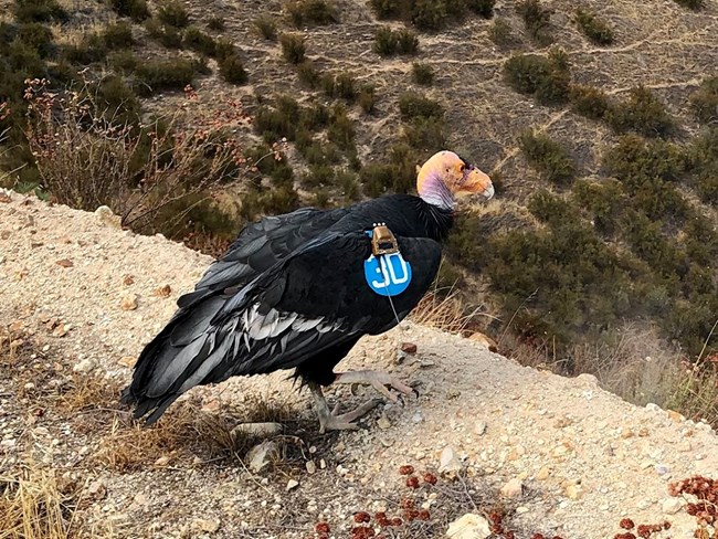 An adult condor with a blue wing tag stands on the ground.