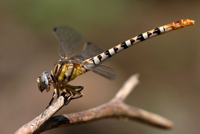 White Belted Ringtail Dragonfly