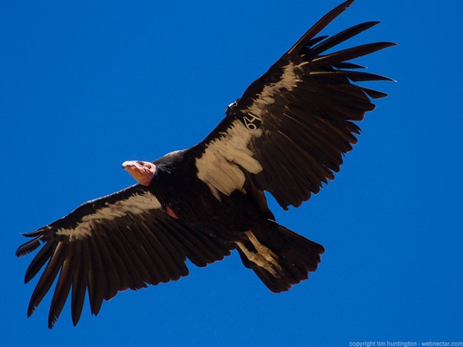 Condors with Black Tags - Pinnacles National Park (U.S. National Park ...