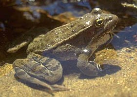 Photo of a California red-legged frog in Chalone Creek, Pinnacles National Monument.