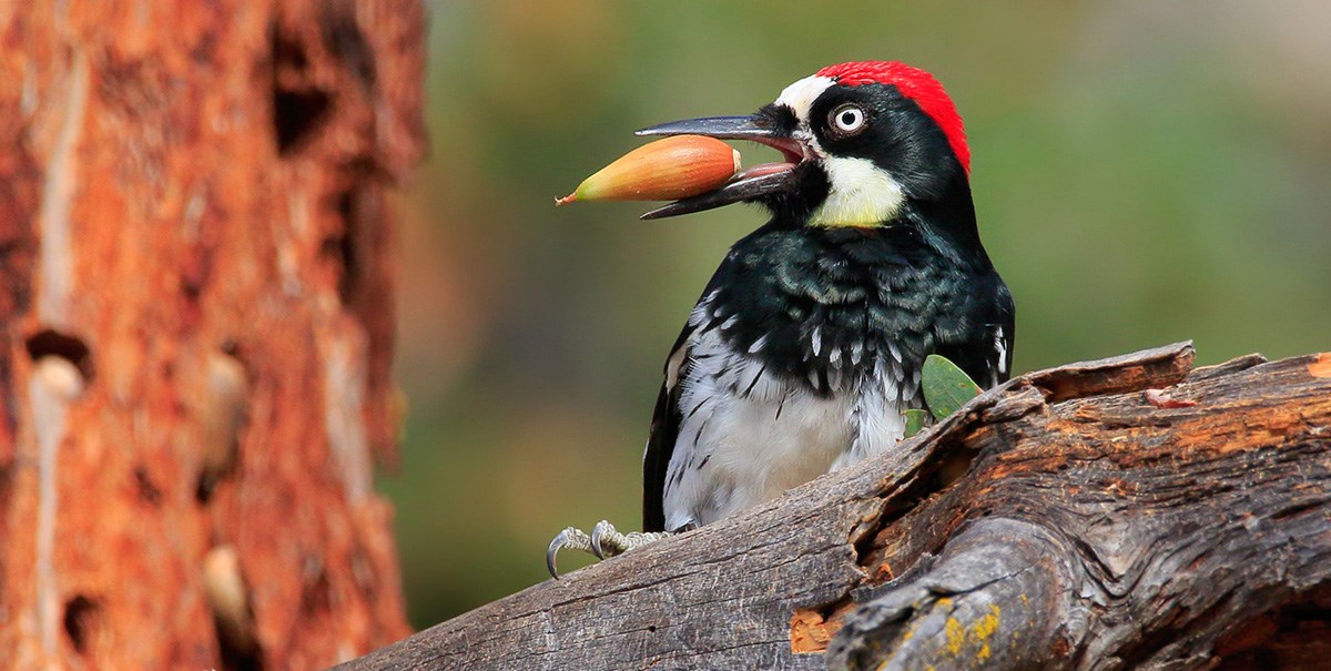 Woodpeckers - Pinnacles National Park (U.S. National Park Service)