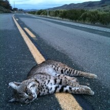 Roadkill bobcat